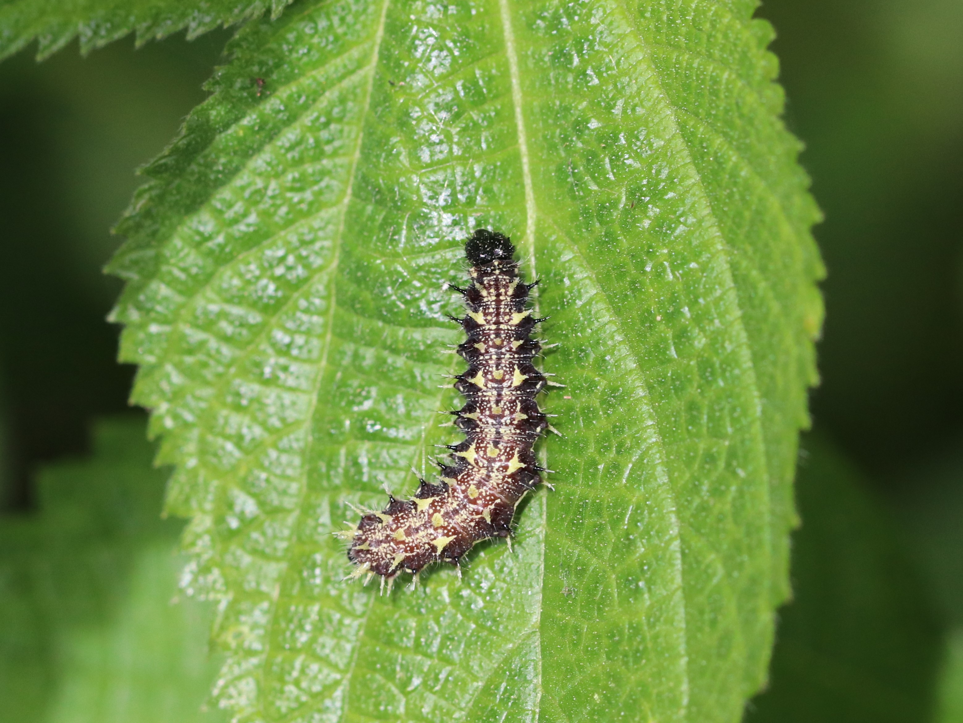 アカタテハ幼虫